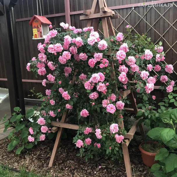 Роза Джон Дэвис канадская парковая (лиц)