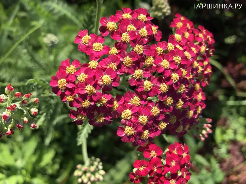 Тысячелистник Ред Вельвет