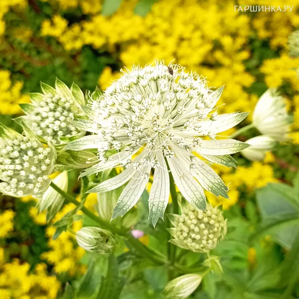 Астранция Альба