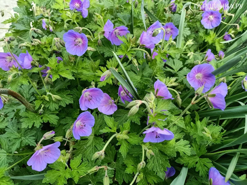 Герань садовая Джонсонс Блу