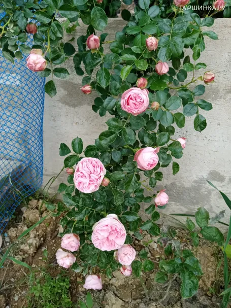 Роза Альков плетистая, Imperial Rose