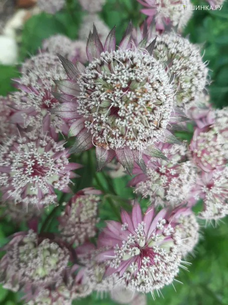 Астранция Примадонна крупная