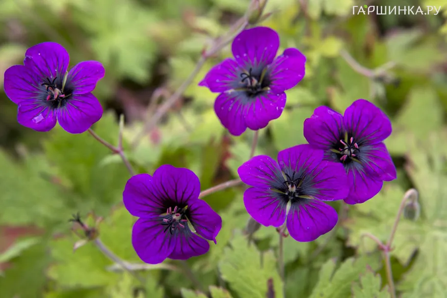 Герань Энн Фолкард