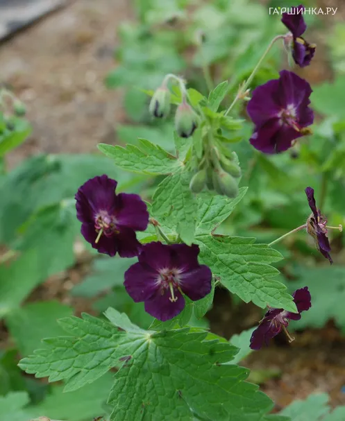 Герань Ревен темная