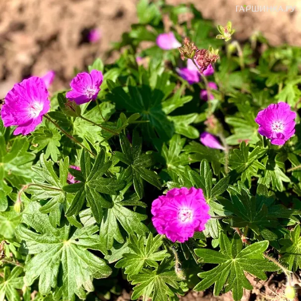Герань кроваво-красная Нью Хэмпшир Пёрпл