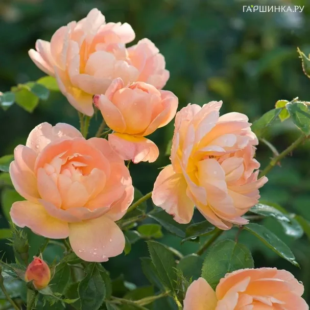 Роза Зе Ларк Эскендинг, Д.Остин кустарниковая (лиц)