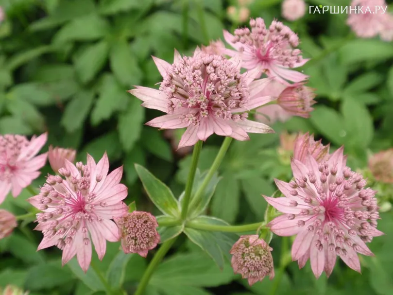 Астранция Пинк Прайд крупная