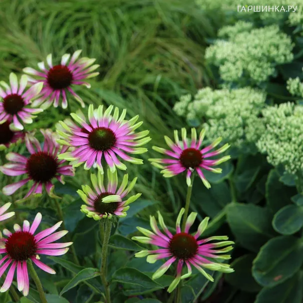 Эхинацея пурпурная Грин Твистер