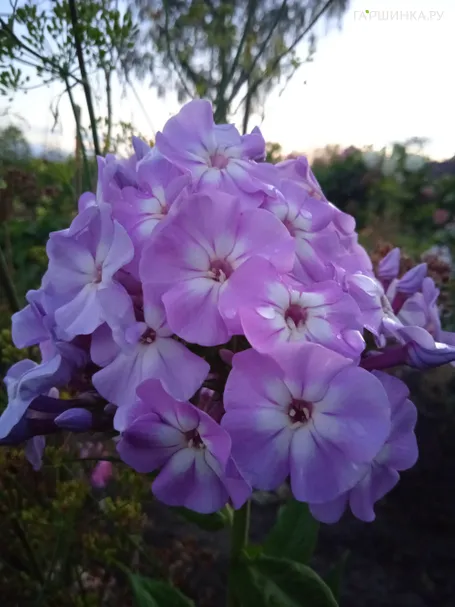 Флокс Мирослав