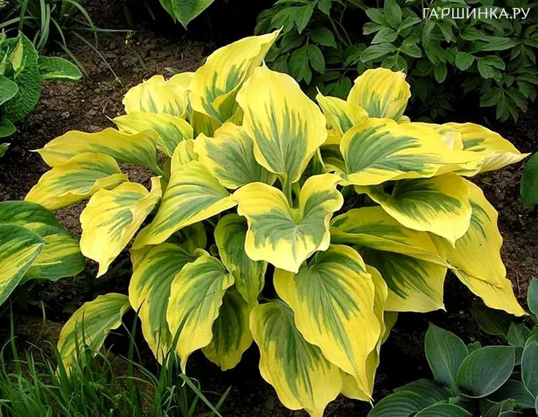 Хоста Айвори Коаст (М)