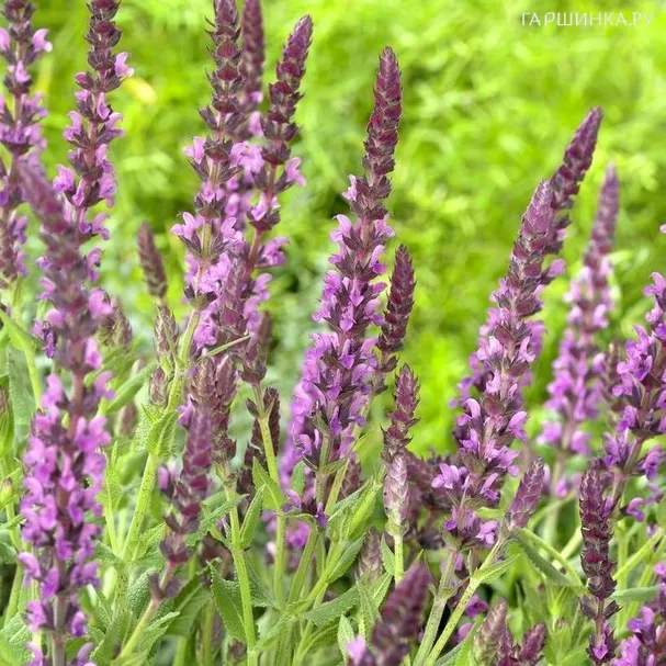 Шалфей (сальвия) Пинк Бьюти