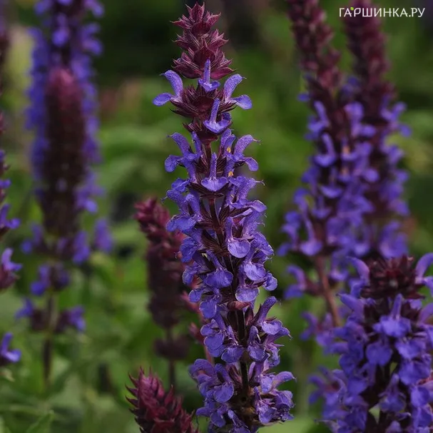 Шалфей (сальвия) Нью Дименсион Блю