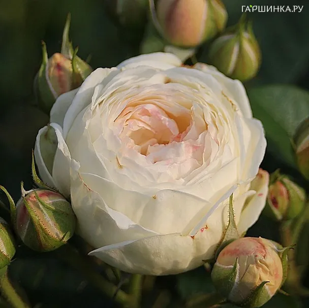 Роза Гладиатор кустарниковая Imperial Rose