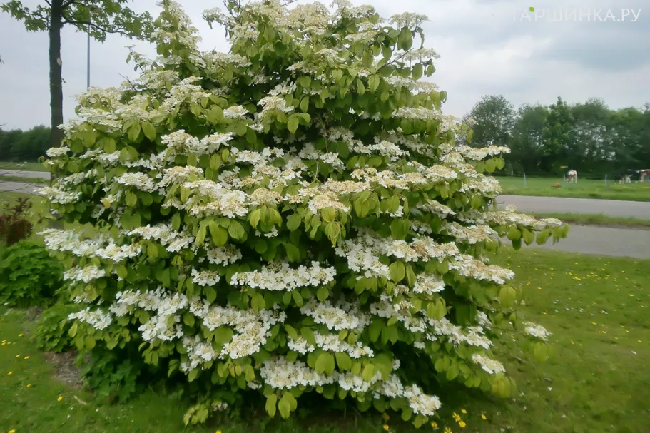 Калина Ватанабе складчатая белая