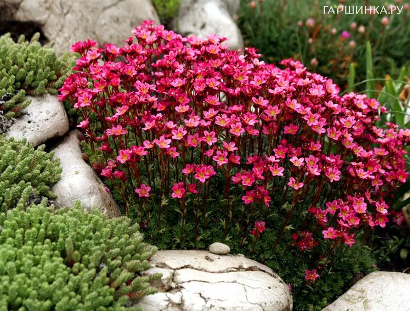 Камнеломка Рокко Ред