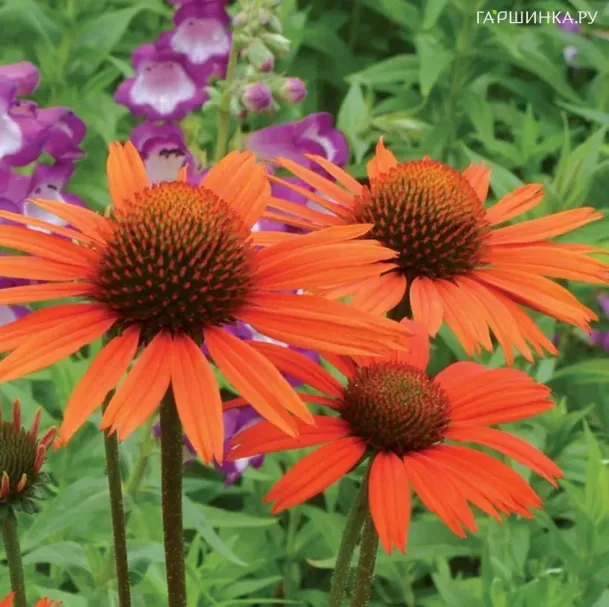 Эхинацея пурпурная Прейри Блейз Оранж Сансет