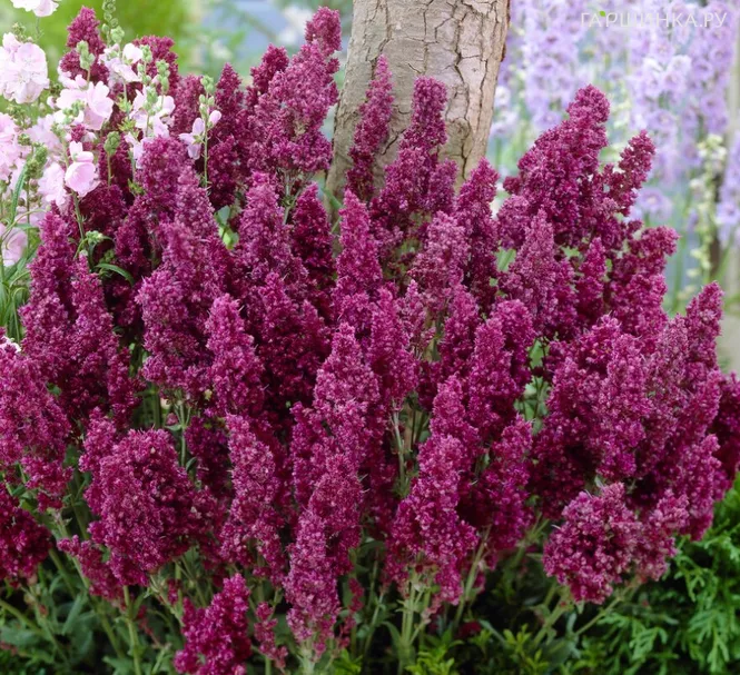 Шалфей (сальвия) дубравный Плюмоза