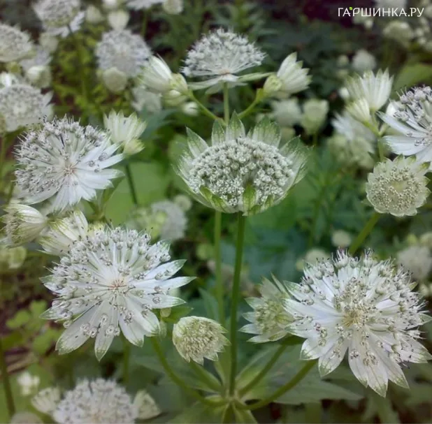 Астранция Даймонд Вайт крупная