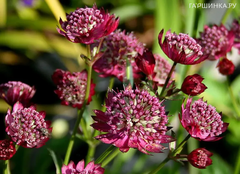 Астранция Мулин Руж