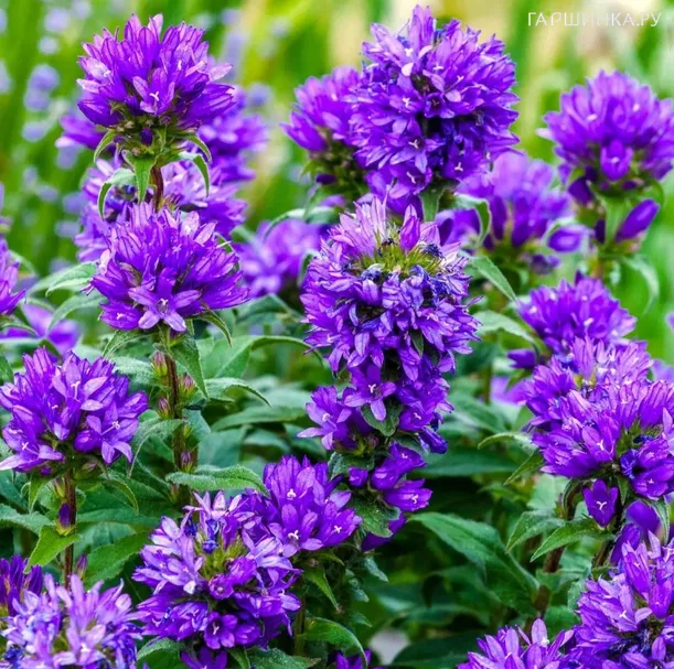 Колокольчик Суперба