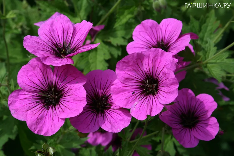 Герань Литл Дэвид