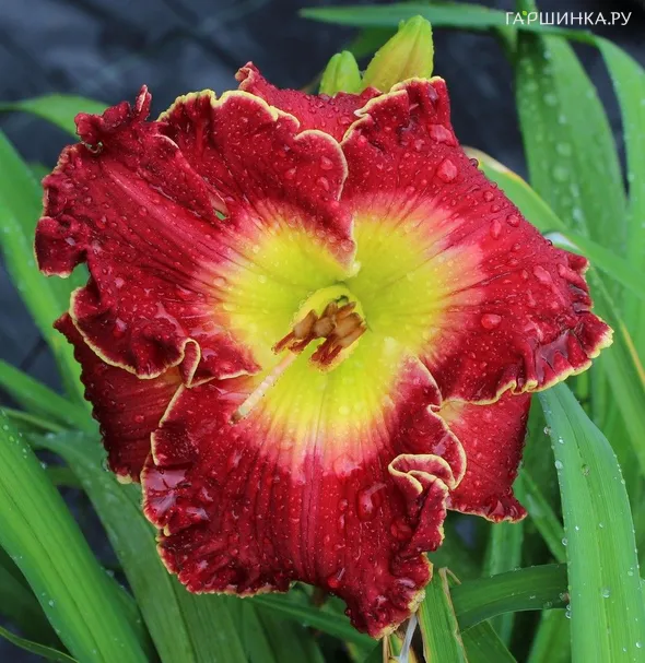 Лилейник Краун Файр