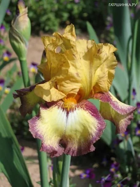 Ирис бородатый Бульвинкл