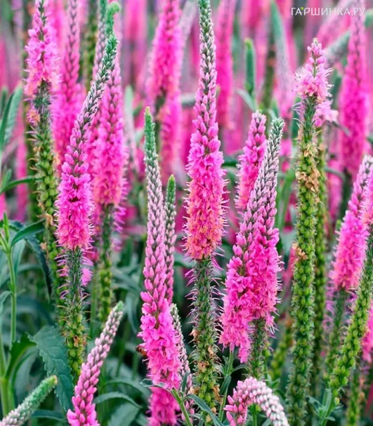 Вероника колосковая Анниверсари Нью Роуз