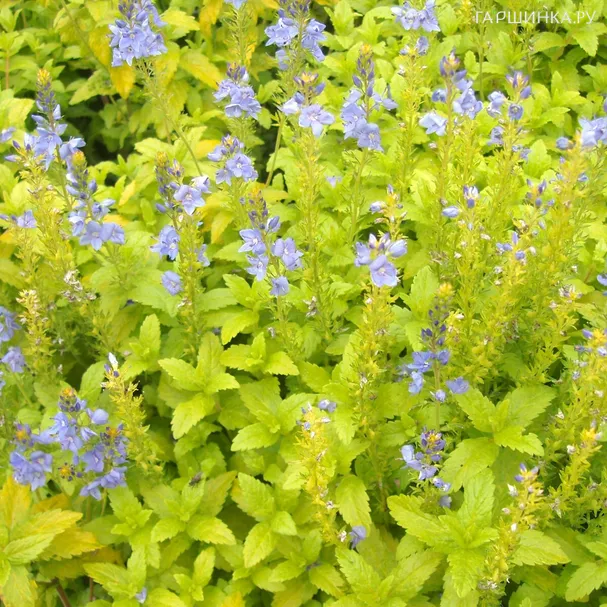 Вероника простертая Ацтек Голд