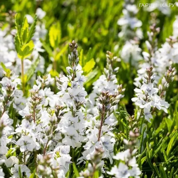 Вероника простертая Альба