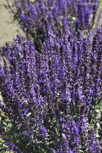 Шалфей (Сальвия дубравная) Адора Блю