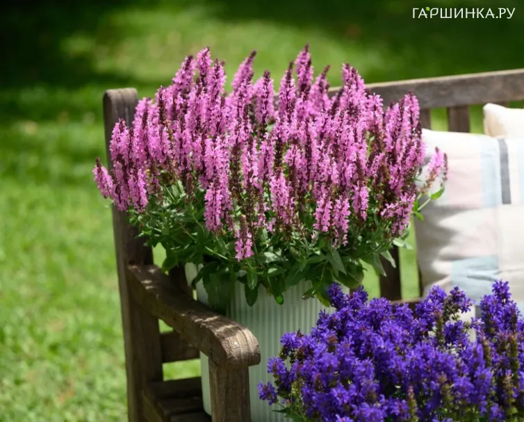 Шалфей (Сальвия) дубравный Пинк Небула