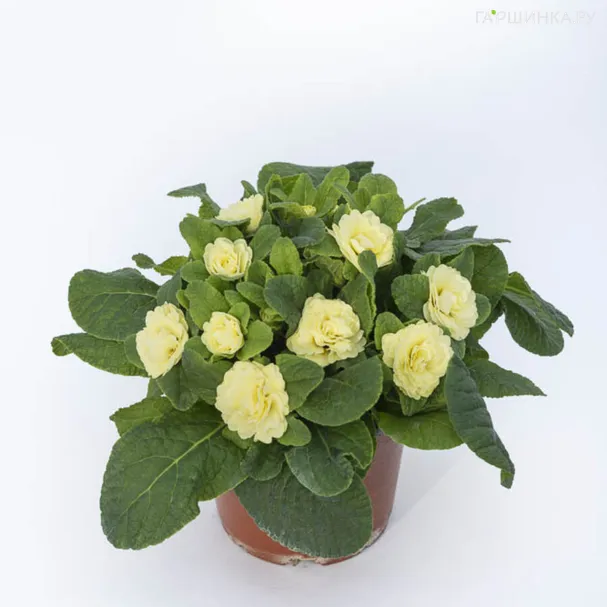 Примула Беларина Лемон Шифон