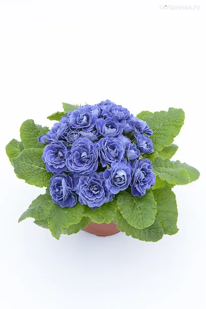 Примула Беларина Балтик Блю