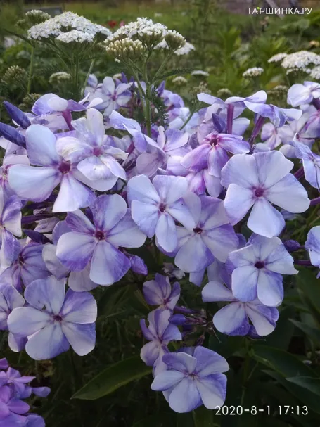 Флокс Гжель