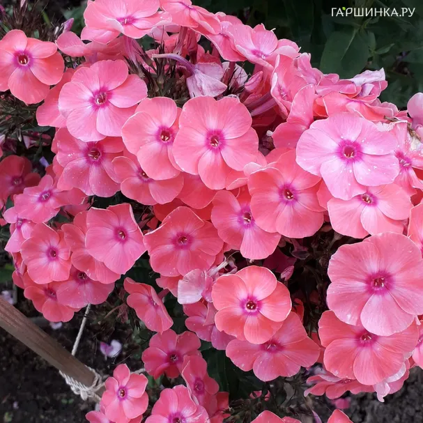 Флокс Лариса