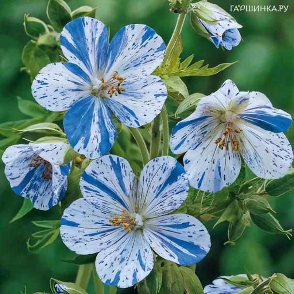 Герань садовая Сплиш Сплеш