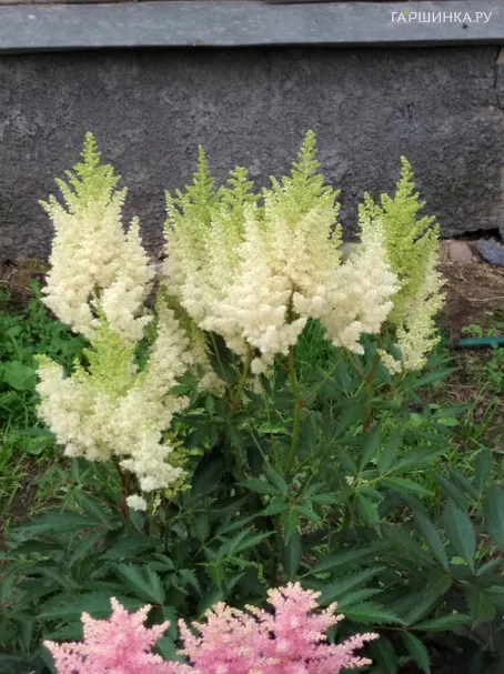 Астильба Арендса Вайс Глория