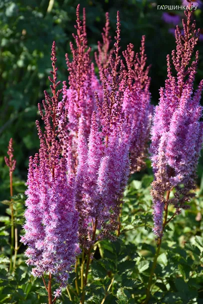 Астильба китайская Суперба