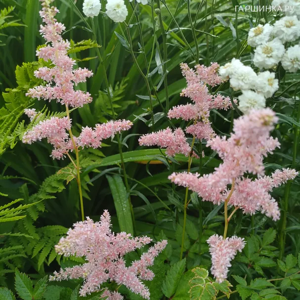 Астильба Арендса Брессингем Бьюти