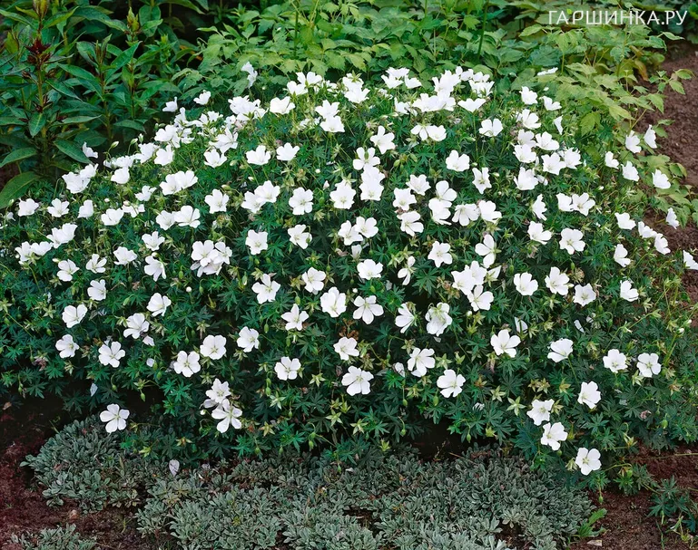 Герань кроваво-красная Альбум