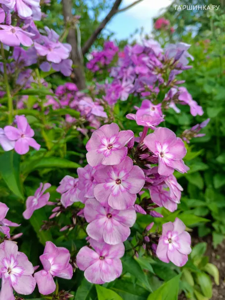 Флокс Селена