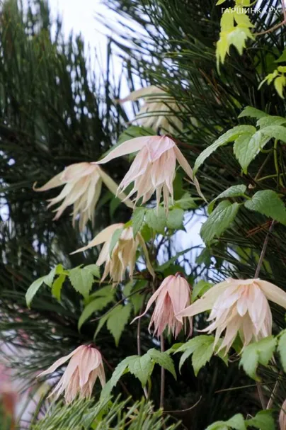 Клематис (Княжик) Пинк Свинг (Розовые качели) махровый крупноцветковый (1)