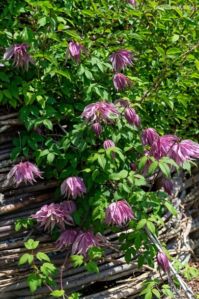 Клематис (Княжик) Пурпул Дрим (Пурпурная мечта) крупноцветковый (1)