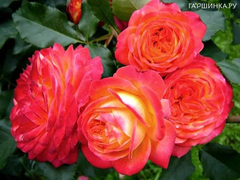 Роза Мидсаммер флорибунда, Тантау (лиц)