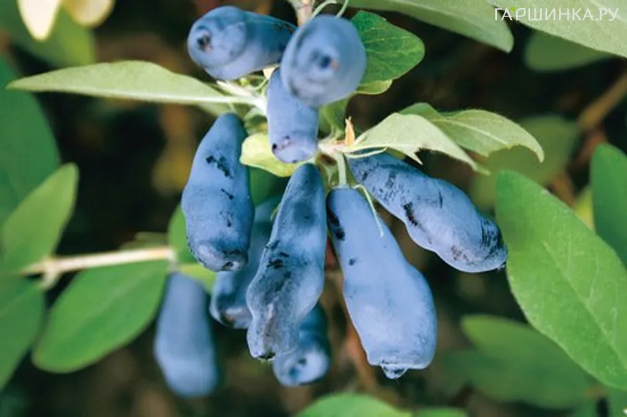 Жимолость Морена ранняя крупноплодная