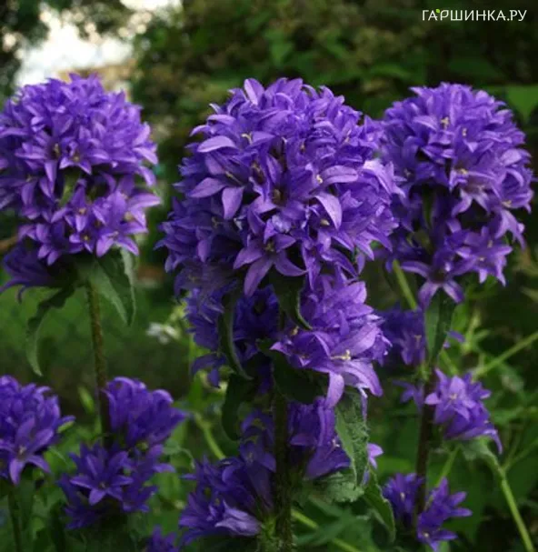 Колокольчик скученный Фрея