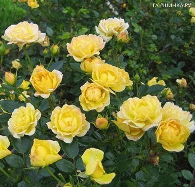 Роза Еллоу Фейри почвопокровная, Топалович (лиц)