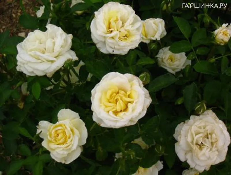 Роза Джей Пи Коннел канадская парковая (лиц)