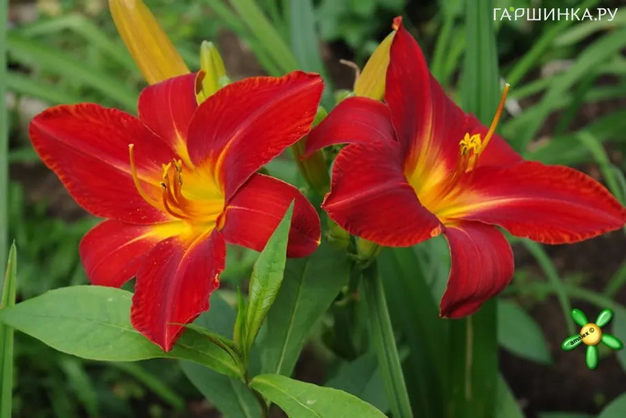 Лилейник Анзак